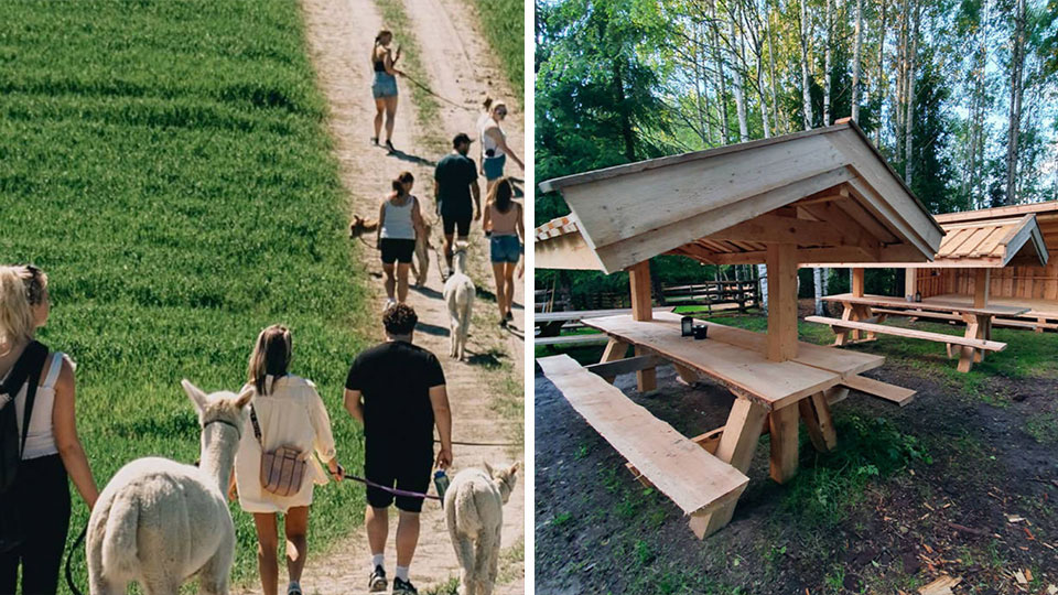 Overnatting med alpakka i skogen og vandring med sjarmerende alpakkaer