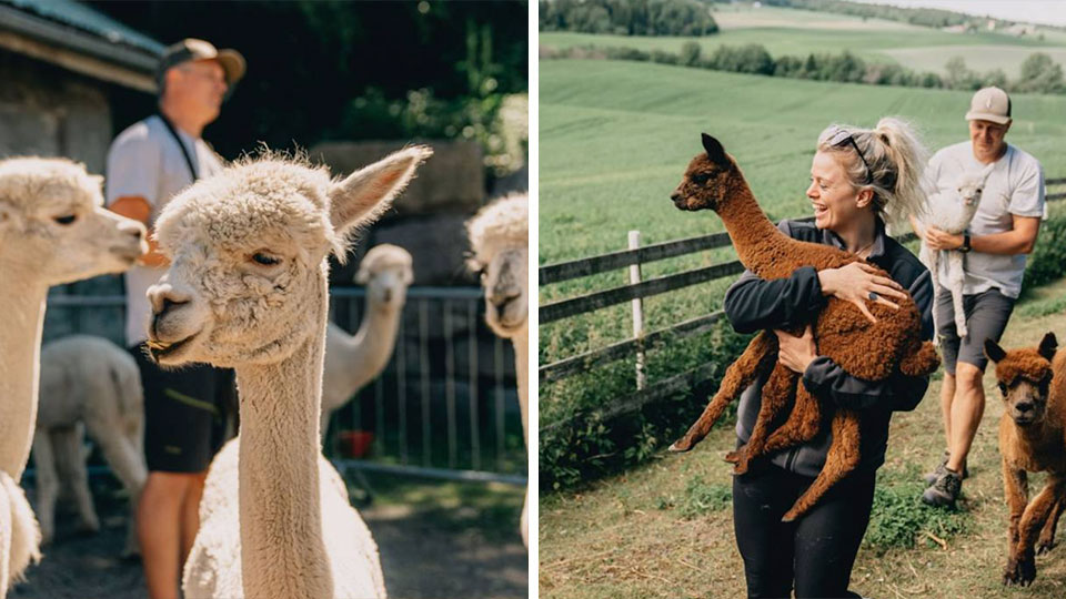 Alpakkavandring på Smedsrud Alpakkagård med 2 timers guidet tur og egen alpakka