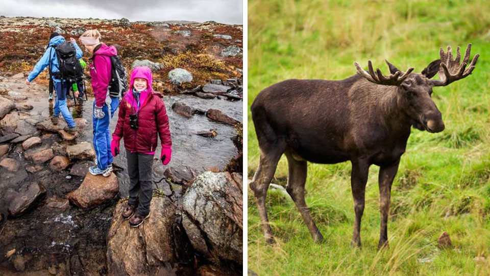 Elgsafari på Dovrefjell med guide, teleskop og stor sjanse for å se elg i naturen
