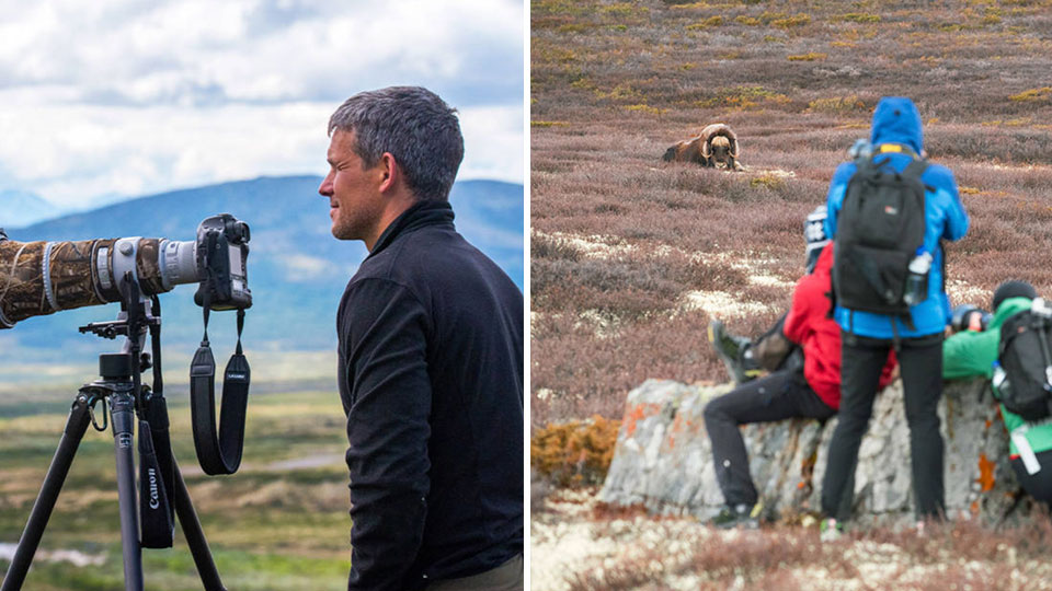 Moskus- og fotoopplevelse på Dovrefjell med guide, kamera og vill natur