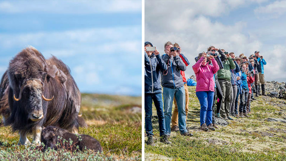 Moskussafari i Dovrefjell Nasjonalpark med guide og moskus i fjellnatur
