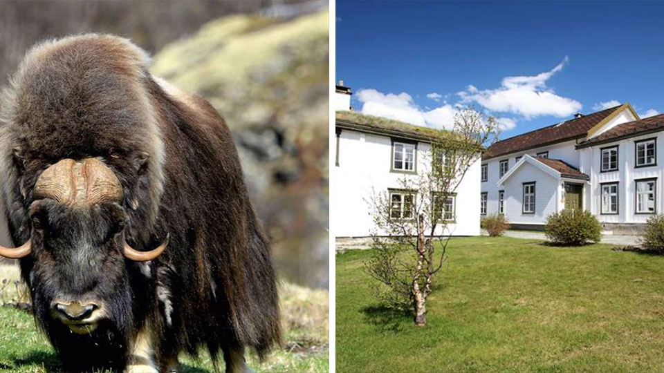 Moskus på Dovrefjell - safari med overnatting og guide