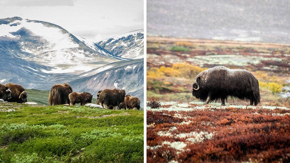 Moskussafari i Dovrefjell Nasjonalpark