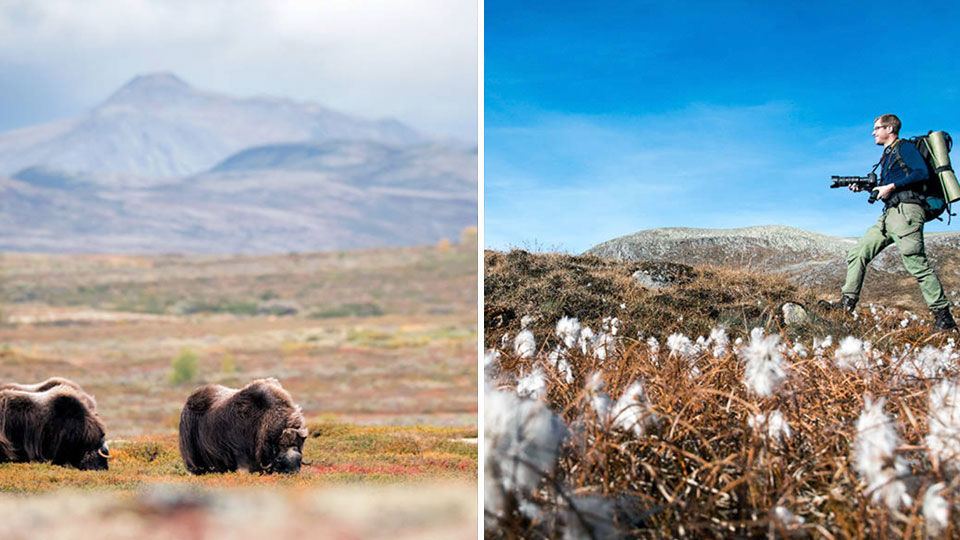 Moskussafari med guide i Oppdal med moskus og fjellnatur i bakgrunnen
