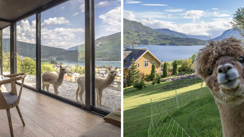 Overnatting i glasshytte med alpakka og panoramautsikt til fjell og sjø